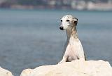 WHIPPET 029
